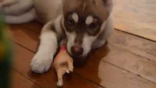 Puppy Husky Connor and toy chicken | Щенок Хаски Коннор и игрушка курица