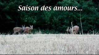 Saison des Amours...