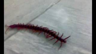 Lipan Bara Merah Menyala
