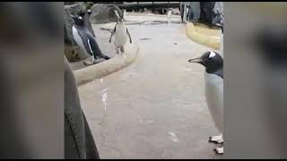 Metal Penguin