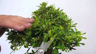 Pruning techniques for developing azaleas
