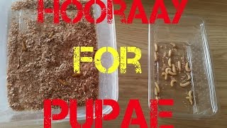 BREEDING WAX WORMS - TO BE OR NOT TO BE?