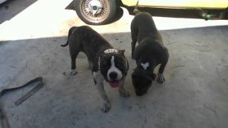 Eternal Blue Pits
