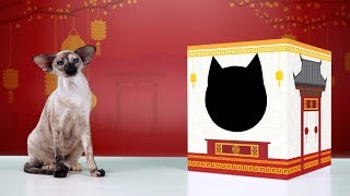 Котики и коробочка! Новинка 2018!