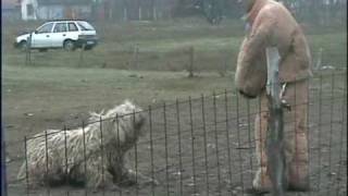 Komondor ösztönpróba: kulcsikomisz.hu - Viharsarok Puszta Zsuzsi