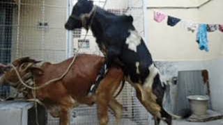 Mating Gir X Gidda bull 5 at last with assitance