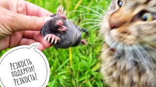 Новый крот кошки Морошки. Новый воз добра и деревьев. Сова намочила уши, Мороша загнала собаку Весю