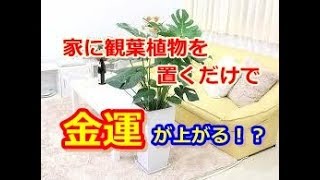 【金運アップ】風水インテリア！部屋に置くと良い観葉植物10選・・・【豆知識】