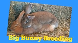 GIANT bunnies & How to breed them | 25 plus pound Flemish Giants.