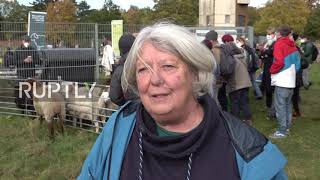 Germany: Berlin’s former airport hosts educational ‘sheep day’ for visitors
