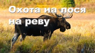 Охота на лося на реву осенью 2012-2013 Moose hunting in Russia.