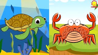 ปู vs เต่า