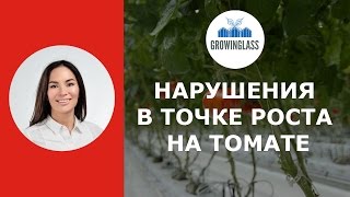 Нарушения в точке роста томатов