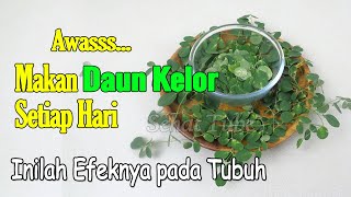 MENGEJUTKAN...!!! MAKAN DAUN KELOR SETIAP HARI, INILAH YANG TERJADI PADA TUBUHMU