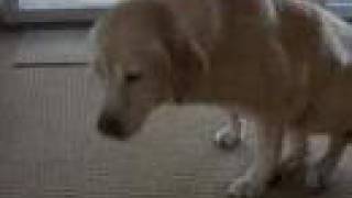 my dog comet