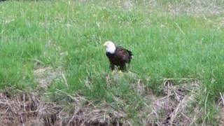 The Eagles by Earth Songs