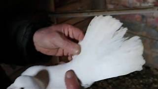 Голуби Виктора  часть 4-ая.  Бакинские голуби.#pigeons#чили# Считаем перья у широкохвостого!