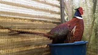 Cortejo de Faisán Común (Phasianus colchicus)