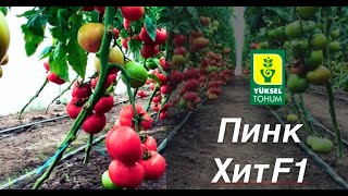 Пинк Хит F1
