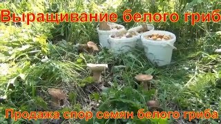 посадка белого гриба купить мицелий белого гриба семян спор белый гриб Белые грибы грибница