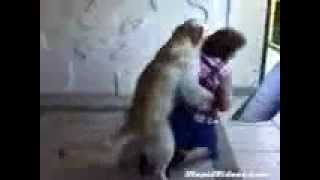 pas jebe zenu (horny dog)