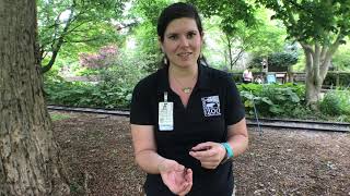 Brood X Cicadas for 4th Graders - Cincinnati Zoo