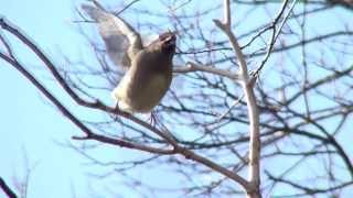 ヒレンジャク Japanese Waxwing (4K-Video)