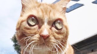Big-eyed dwarf cat finds forever home - cute cat with big eyes (Normal The Cat)