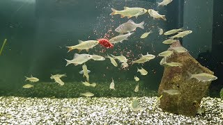 Речные рыбы в аквариуме/Кормление