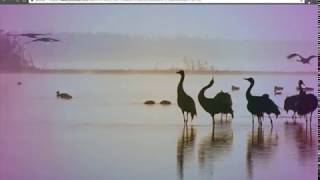 YouTube Video Effects