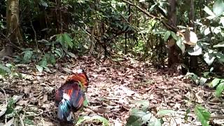Ayam hutan