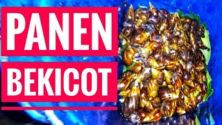 PANEN BEKICOT