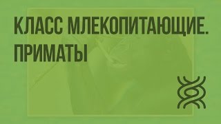 Класс Млекопитающие. Приматы. Видеоурок по биологии 7 класс