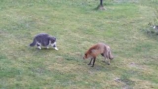 Cat vs Fox , Кот прогоняет лису