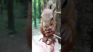 Ушастик вскрывает орех за 3 секунды / Ushastik opens a nut in 3 seconds