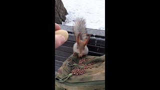 Пришёл старый знакомый. Маленький любитель больших орешков / A familiar young squirrel came