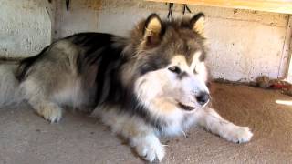 Nascha howling