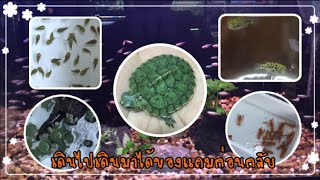 จตุจักร โซนสัตว์เลี้ยง เต่าญี่ปุ่น ปลาสวยงาม กุ้งเครฟิส