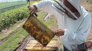 ЛЕПИЛЫ. Откачка мёда (подробная видеоинструкция)