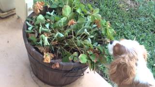 Tallulah the cute Cavalier picking strawberries