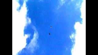 Серпасто-выворотные голуби. Евпатория(beautiful flight of pigeons)