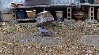 罠にかかったキジバト・ bird trap basket