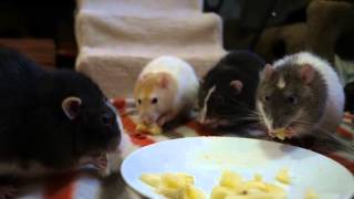 Banana Rats