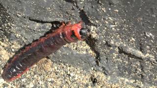 Древоточец, гусеница. Goat Moth (Cossus Cossus) caterpillar.