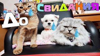 Последнее видео кота Кевина, Билли, Ариелы, котят | теперь всё по-новому!