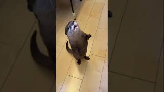 人間のように歩き始めたカワウソ Otter begins to walk like a human.