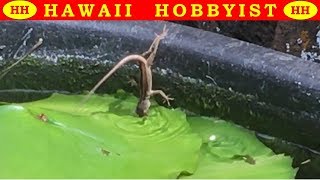 Lizard EATS Guppy Slow Motion Video