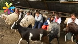 Приключения Самвела и детей из МастерШеф в Карпатах! Часть 3 – Все буде добре. Выпуск 907 от 2.11.16