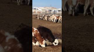 Телочки симментальской породы. (Крупно рогатый скот)