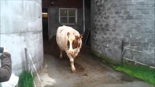 Releasing the cows after a winter inside!
